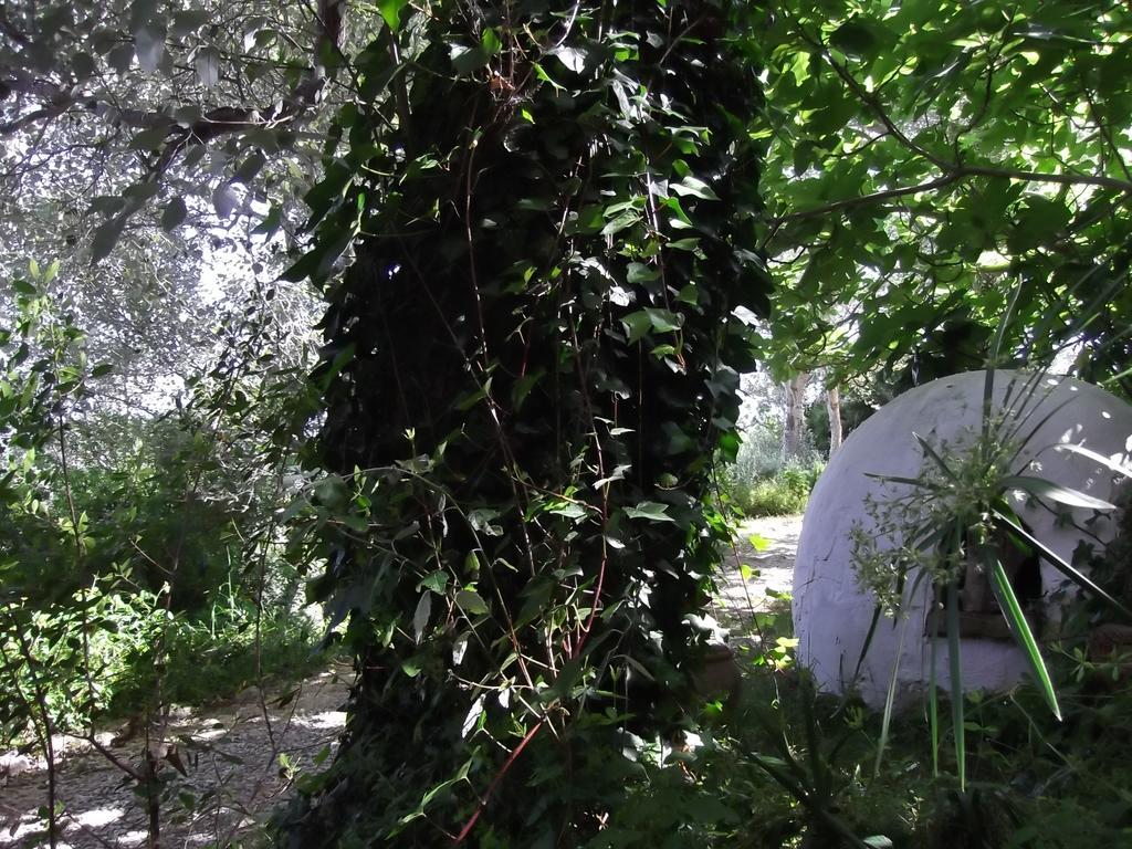 Casa Montecote Eco Resort Vejer de la Frontera Εξωτερικό φωτογραφία